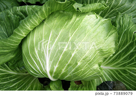 ブラジル産のキャベツ ブラジル産のキャベツ 73889079
