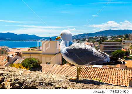 Seagull on a wall in Cannes 73889409