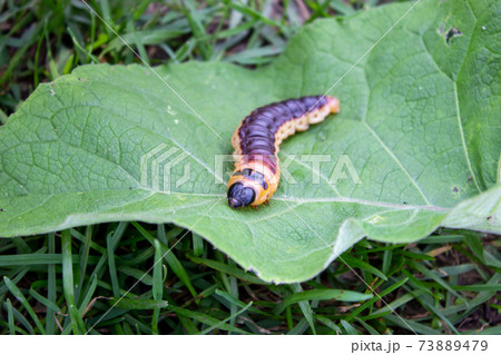 Big beautiful caterpillar, Latin Cossus cossus, on a large green leaf Big beautiful caterpillar, Latin Cossus cossus, on a large green leaf 73889479