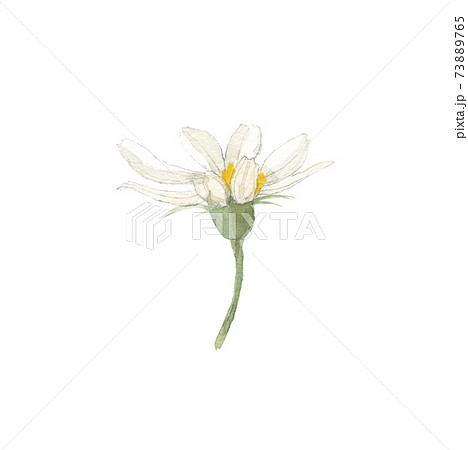 秋桜 コスモス 一輪 秋桜 コスモス 一輪 73889765