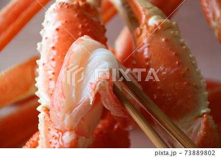 カニ ズワイガニとカニばさみ カニ ズワイガニとカニばさみ 73889802
