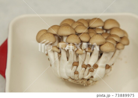 しめじ 73889975