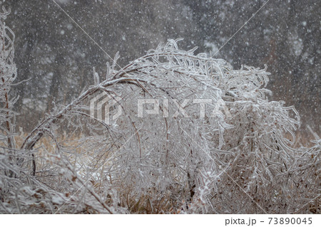 Tree branches weighted down covered with ice  73890045