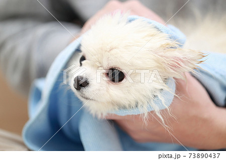 愛犬ポメラニアンのシャンプー後にタオルで水を拭き取る男性 73890437