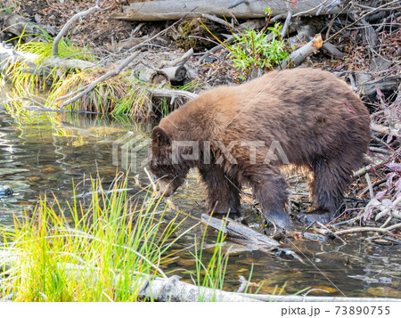 Close up shot of a Bear hunting fish in Lake Tahoe Close up shot of a Bear hunting fish in Lake Tahoe 73890755