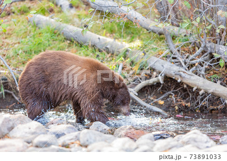 Close up shot of a Bear hunting fish in Lake Tahoe Close up shot of a Bear hunting fish in Lake Tahoe 73891033