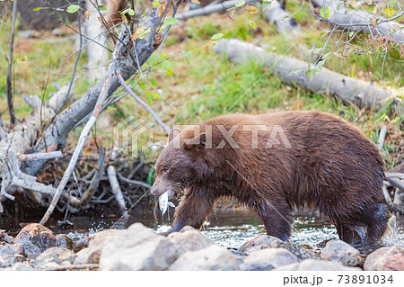 Close up shot of a Bear hunting fish in Lake Tahoe Close up shot of a Bear hunting fish in Lake Tahoe 73891034