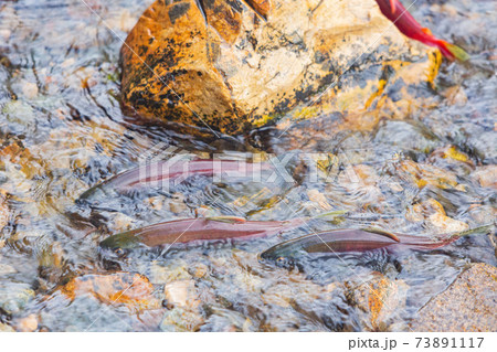 Salmon migration in Lake Tahoe 73891117