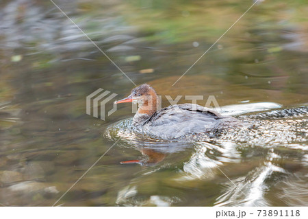 Close up shot of a beautiful Common merganser 73891118