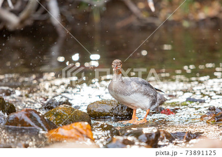 Close up shot of a beautiful Common merganser 73891125