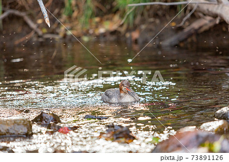 Close up shot of a beautiful Common merganser 73891126