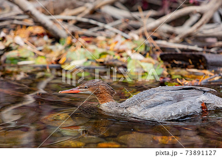 Close up shot of a beautiful Common merganser 73891127