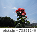 バラと空 73891240