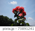 バラと空 73891241