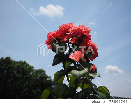 バラと空 73891241