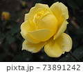 黄色い薔薇 73891242