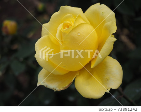黄色い薔薇 黄色い薔薇 73891242