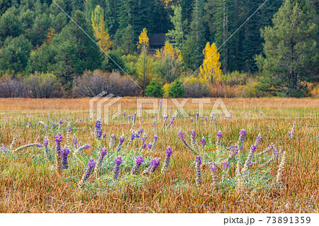 Close up shot of many dry glass on the ground in Lake Tahoe area 73891359