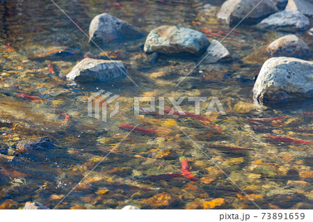 Salmon migration in Lake Tahoe 73891659