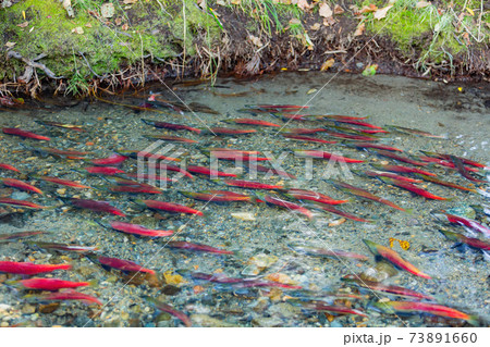 Salmon migration in Lake Tahoe 73891660