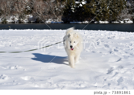 雪が降ったので愛犬と奥日光散歩 雪が降ったので愛犬と奥日光散歩 73891861