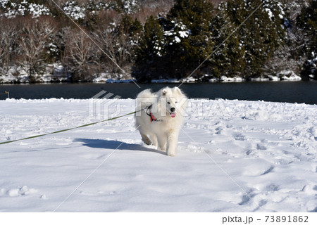 雪が降ったので愛犬と奥日光散歩 雪が降ったので愛犬と奥日光散歩 73891862