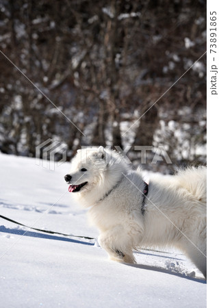 雪が降ったので愛犬と奥日光散歩 73891865