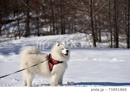 雪が降ったので愛犬と奥日光散歩 73891866
