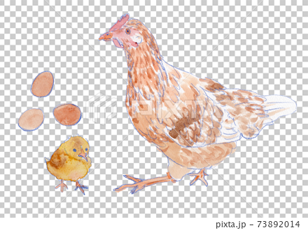 卵 ひよこ にわとりの水彩イラストのイラスト素材 7314
