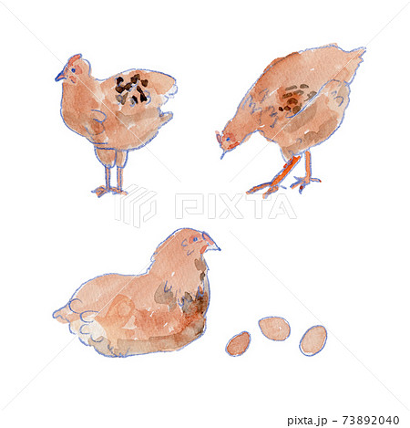 鶏とたまごの水彩イラストのイラスト素材 7340
