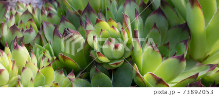 Group of an evergreen groundcover plant Sempervivum known as Houseleek in rockery, close up Group of an evergreen groundcover plant Sempervivum known as Houseleek in rockery, close up 73892053