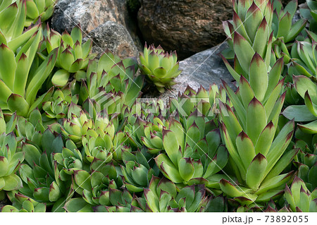 Group of an evergreen groundcover plant Sempervivum known as Houseleek in rockery 73892055