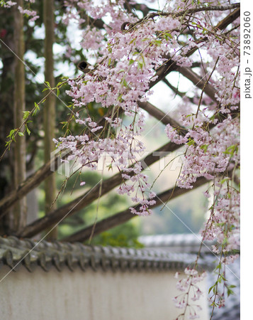 綺麗なピンク色の枝垂れ桜 綺麗なピンク色の枝垂れ桜 73892060