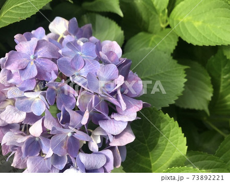 紫陽花 紫陽花 73892221