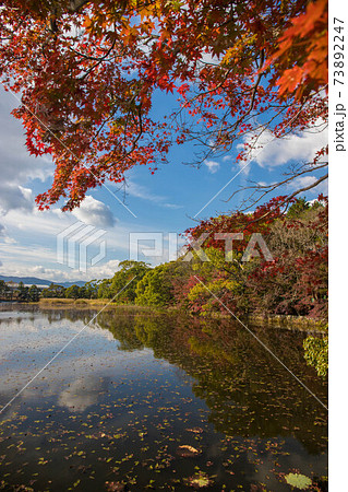 薦神社の池と紅葉 薦神社の池と紅葉 73892247