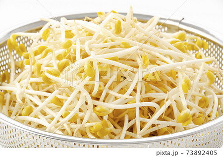 豆モヤシ 豆モヤシ 73892405