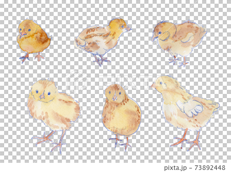 ひよこの水彩イラストセット ひよこの水彩イラストセット 73892448
