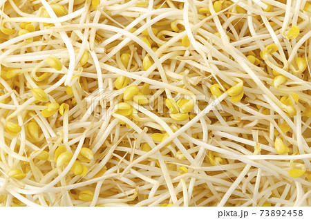 豆モヤシ 豆モヤシ 73892458