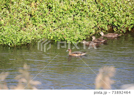 ヒドリガモとカルガモとミゾソバ 73892464