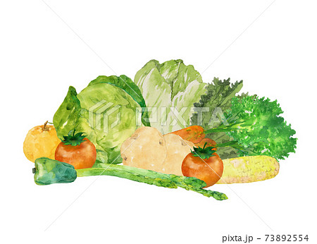 手描き水彩の野菜セットのイラスト素材 [73892554] - PIXTA