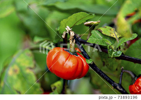 花茄子の写真素材