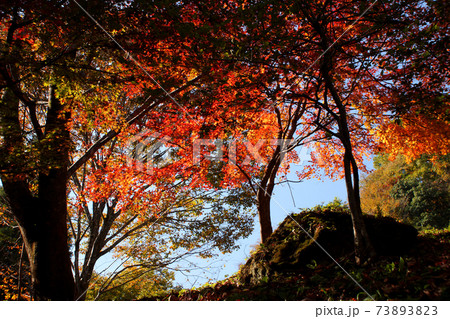 大分の紅葉の名所 陽目渓谷、白水の滝 大分の紅葉の名所 陽目渓谷、白水の滝 73893823