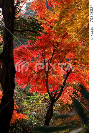 大分の紅葉の名所　陽目渓谷、白水の滝 73893824