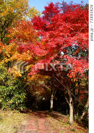 大分の紅葉の名所 陽目渓谷、白水の滝 大分の紅葉の名所 陽目渓谷、白水の滝 73893826