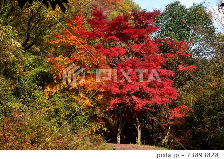 大分の紅葉の名所 陽目渓谷、白水の滝 大分の紅葉の名所 陽目渓谷、白水の滝 73893828