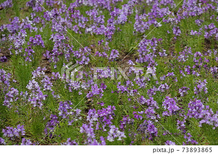 1月の花壇リナリア グッピーの写真素材