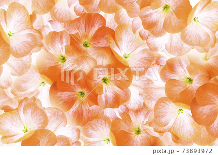 Floral orange background of white-pink geranium flowers. Close-up. Flower composition. Nature. 73893972