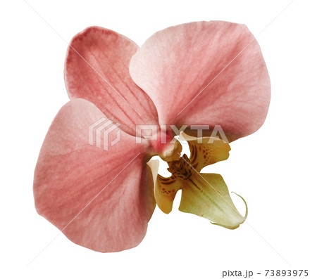 phalaenopsis pink flower, white isolated background. Closeup. no shadows. for design. Nature. phalaenopsis pink flower, white isolated background. Closeup. no shadows. for design. Nature. 73893975