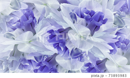 Floral blue background. Flowers white-blue irises close up. Flower composition. Nature. 73893983