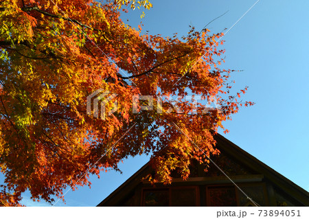 大分の紅葉の名所 陽目渓谷(陽目の里キャンピングパーク) 大分の紅葉の名所 陽目渓谷(陽目の里キャンピングパーク) 73894051